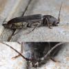 Arhopalus ferus